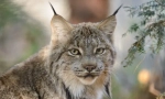 Canadian lynx